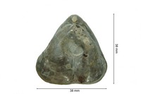 Pygites diphyoides